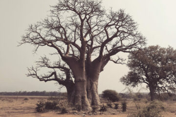 O Majestoso Baobá Africano